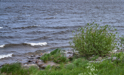 summer landscape with lake