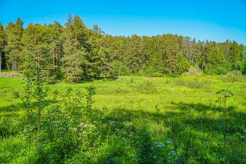 Fototapeta premium landscape with green trees