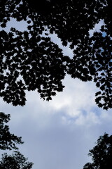 岐阜県高山市せせらぎ街道の紅葉のシルエットと空