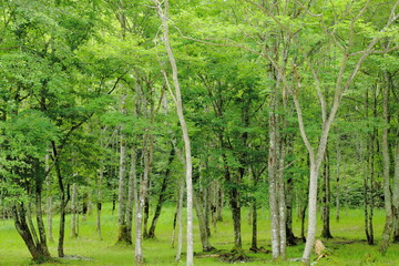 Obraz premium 岐阜県高山市せせらぎ街道の白樺