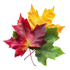Fototapeta premium Autumn maple leaves close-up, fall colors, nature, seasonal change, background blur, greeting card