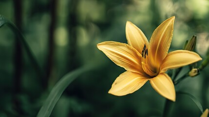 Obraz premium Close-up of bright yellow flowers with petals, showing vibrant colors and petal textures in natural light, highlighting the beauty of natural details in garden settings.