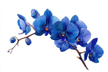 Elegant watercolor depiction of a stunning blue orchid branch ideal for floral enthusiasts and botanical art collectors