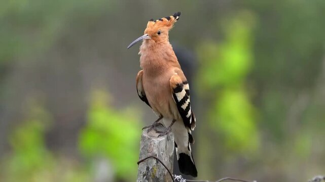 Tengger bird perches gracefully on slender branch, dawn light outlining its wings against misty mountain backdrop.
