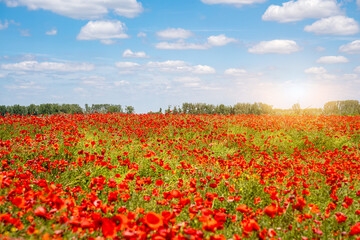 Rural landscape with vibrant field of red wild poppy flowers in bloom