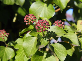 Hedera helix – common ivy in autumn with unripe green berries, evergreen climbing plant with glossy leaves, ornamental vine for gardens and wildlife habitats