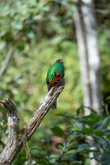 Resplendent Quetzal, Pharomachrus mocinno, Savegre in Costa Rica, with green forest in background. Magnificent sacred green and red bird. Birdwatching in jungle.