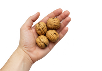 Four walnuts held in a human hand, close up shot isolated on transparent background