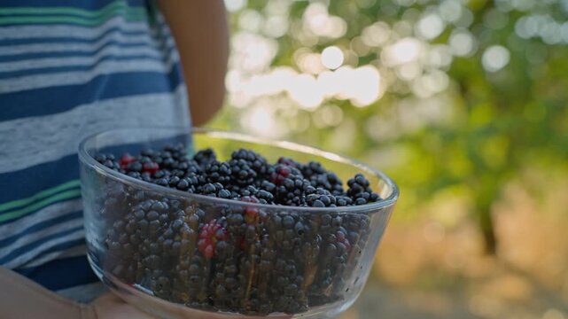 Ripe blackberries in a glass vase in the hands of a child at sunset. Close-up.