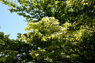 初夏の六甲山牧場