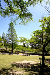 初夏の六甲山牧場