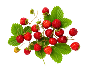 Wild strawberry plant isolated on transparent background