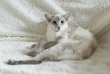 Liegende Balinesen Katze auf dem Sofa