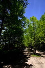 初夏の六甲山牧場