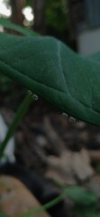A dark green leaf's underside, with four distinct, shimmering water droplets hanging from its edge