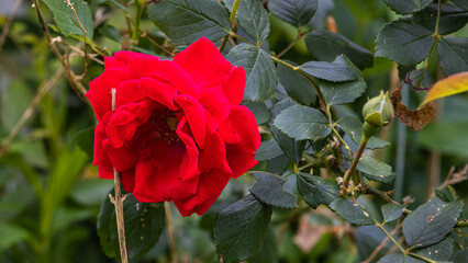 red rose in garden