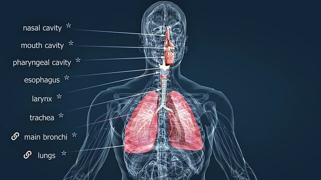 Human respiratory system