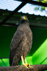 Majestic Predators: The Powerful Eagles