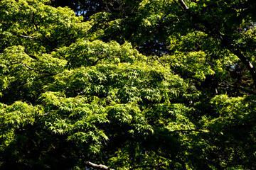 初夏の六甲山牧場
