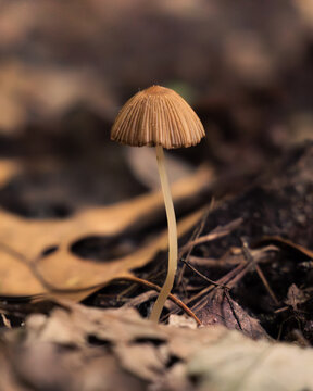 Small goldenhaired inkcap (Parasola auricoma) mushroom sprouting from the forest leaf litter