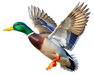 male mallard duck drake in flight isolated on white background PNG , AI GENERATED