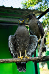 Majestic Predators: The Powerful Eagles