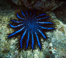Linckia laevigata @ Pulau Weh, Indonesia