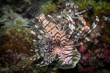 Lion fish @ Mabul Island, Malaysia