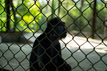 Monkey Behind a Wire Fence in a Zoo