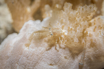 Little shrimp @ Mabul Island, Malaysia