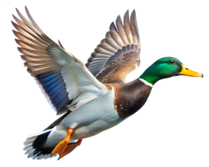  male mallard duck drake in flight isolated on white background PNG , AI GENERATED