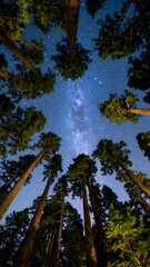 Milky Way over Tall Trees. (1)