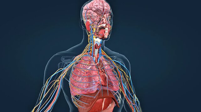 Position of the larynx in human body.