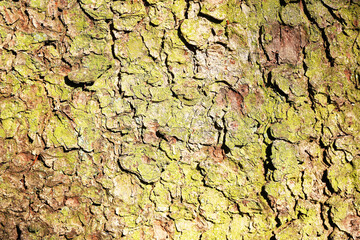 Closeup of tree bark texture with green moss growing in cracks. Natural rough wooden surface pattern illuminated by sunlight. Detailed macro of forest tree trunk for nature background.