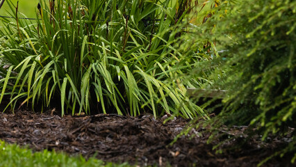 green grass in the morning