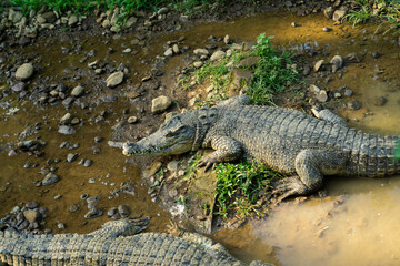 Large Crocodile Resting by the Water's Edge
