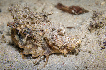 Scorpion fish @ Kapalai Island, Malaysia