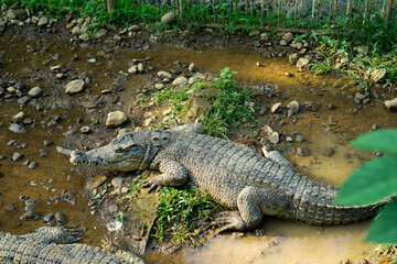 Large Crocodile Resting by the Water's Edge
