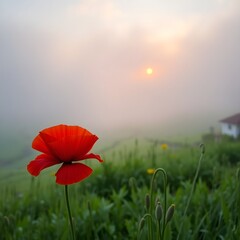 red poppy flower