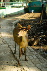 deer in the afternoon light