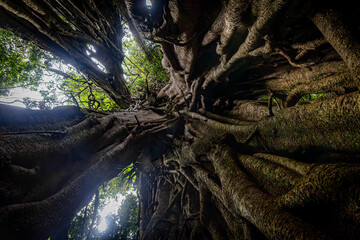 Tree @ Kerinci, Indonesia