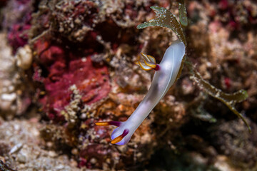 White nudibranch @ Kapalai Island, Malaysia