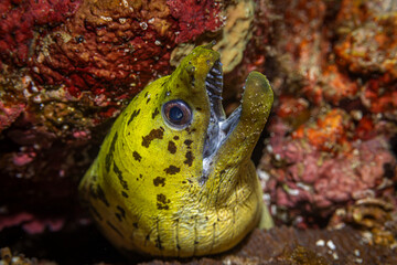 Yellow moray eel @ Pulau Weh, Indonesia