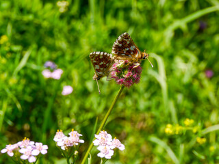 Mating pair of red-tailed skippers (Spialia sertorius). Photographed in a meadow in Musio.