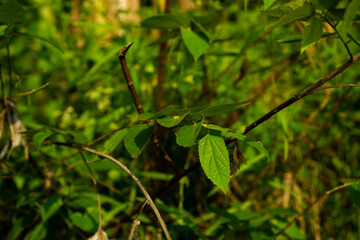 Green Leaves on a Branch in a Lush Environment