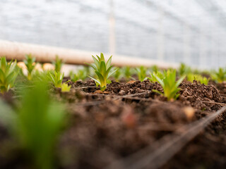 Young lily seedlings emerging from soil in controlled greenhouse environment for commercial lily flower production