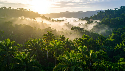 Sunrise over Tropical Rainforest.