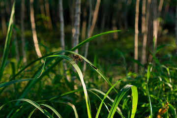 Dragonfly Resting on a Leaf in a Sunlit Meadow
