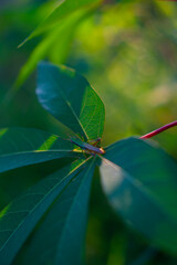 Delicate Grasshopper Resting on Green Leaves