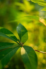 Delicate Grasshopper Resting on Green Leaves